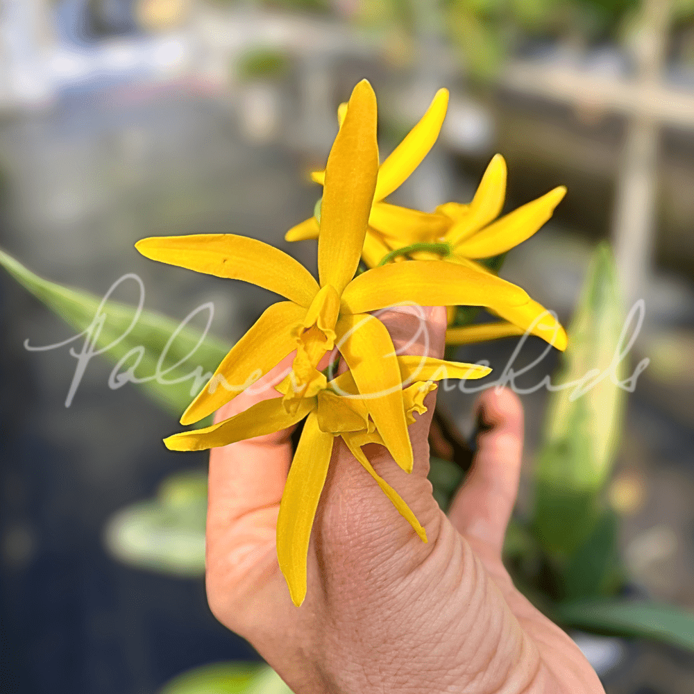Cattleya Pixie Gold — Palmer Orchids